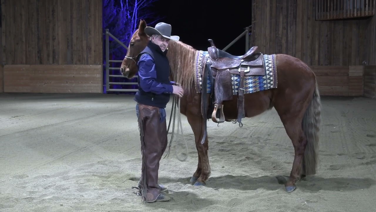 Before You Pick Up a Horse’s Foot, Watch This - Why Horses Fight Foot Handling (And How to Fix It)