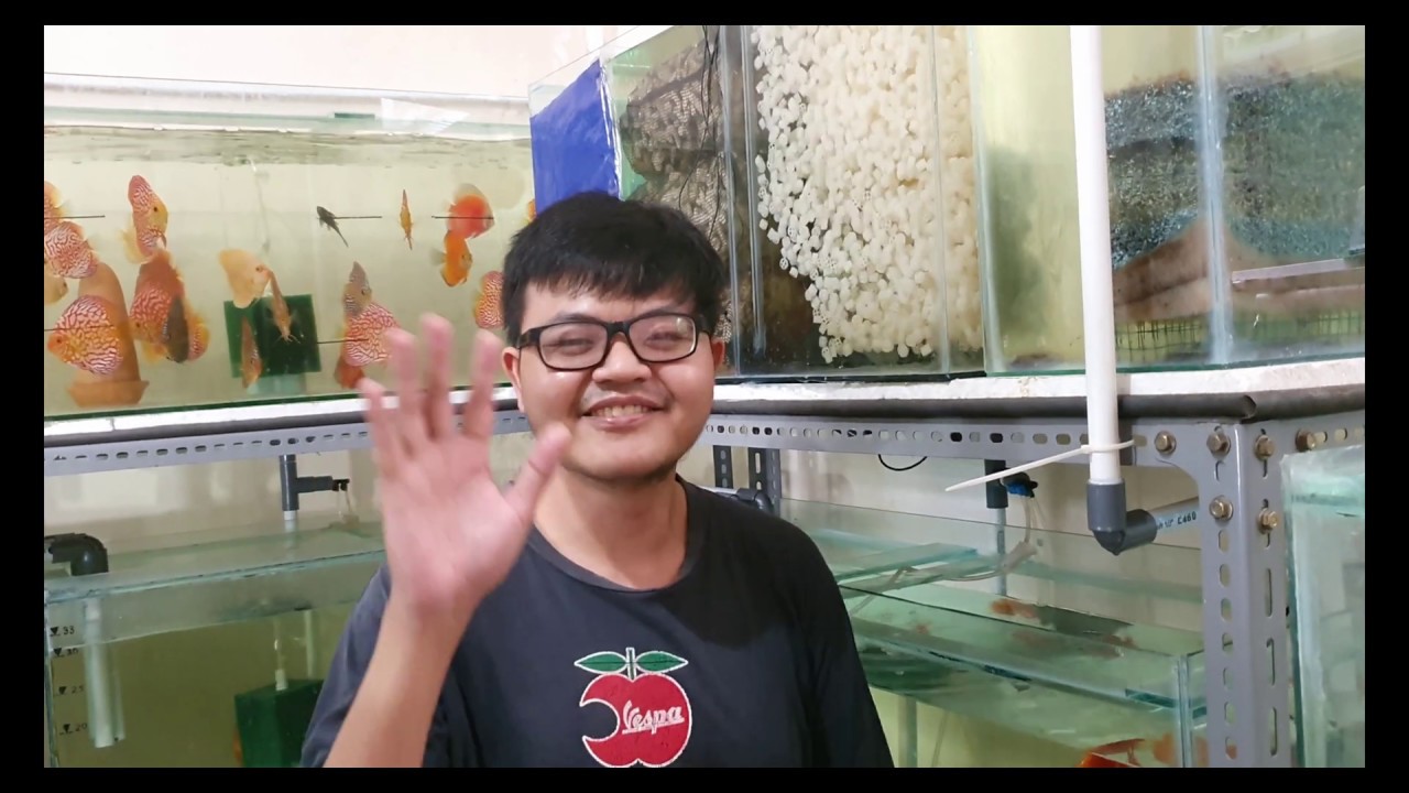 Sistem Filtrasi Penyaringan Air Akuarium agar Air Jernih di Banyak Akuarium #filtrasipenyaringanair