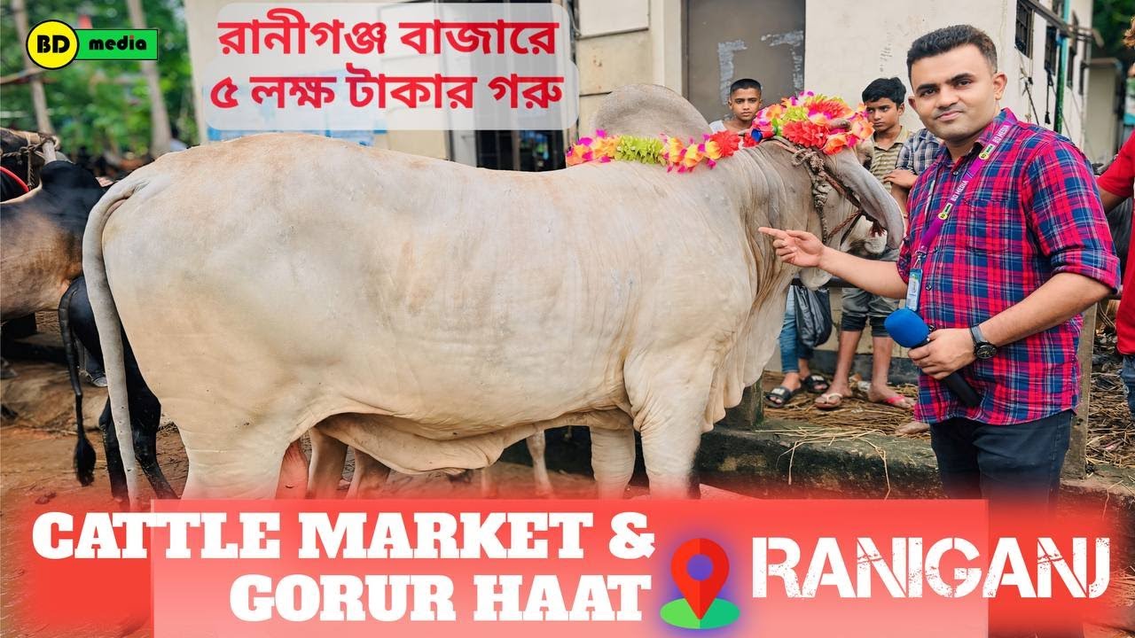Cattle Market & Gorur Haat Bazar - Raniganj Jagannathpur 2024 কোরবানি গরুর হাট বাজার - রানীগঞ্জ ২০২৪