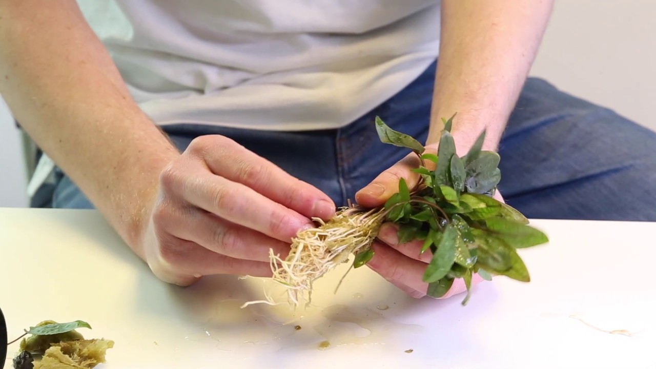 Наши аквариумные растения и как их высаживать — советы и методы