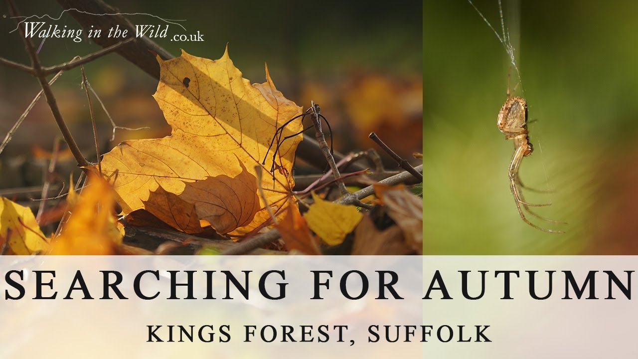 Suffolk Walks: Kings Forest (In search of Autumn)
