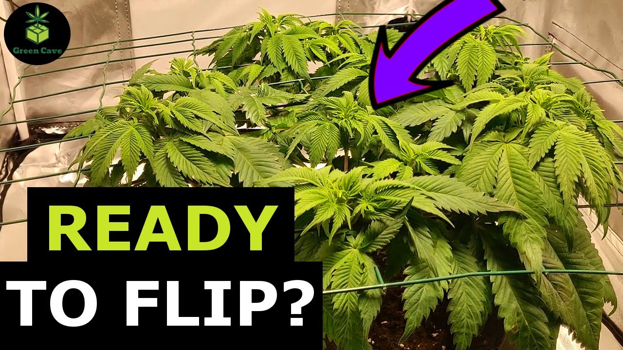 SCROG RESULTS - Preparing For FLOWER - Flipping to Flower - White Widow (Week 7 Veg)