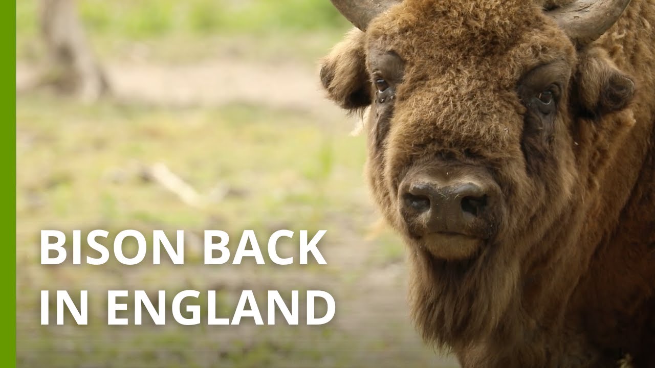 Wild bison roam England once again