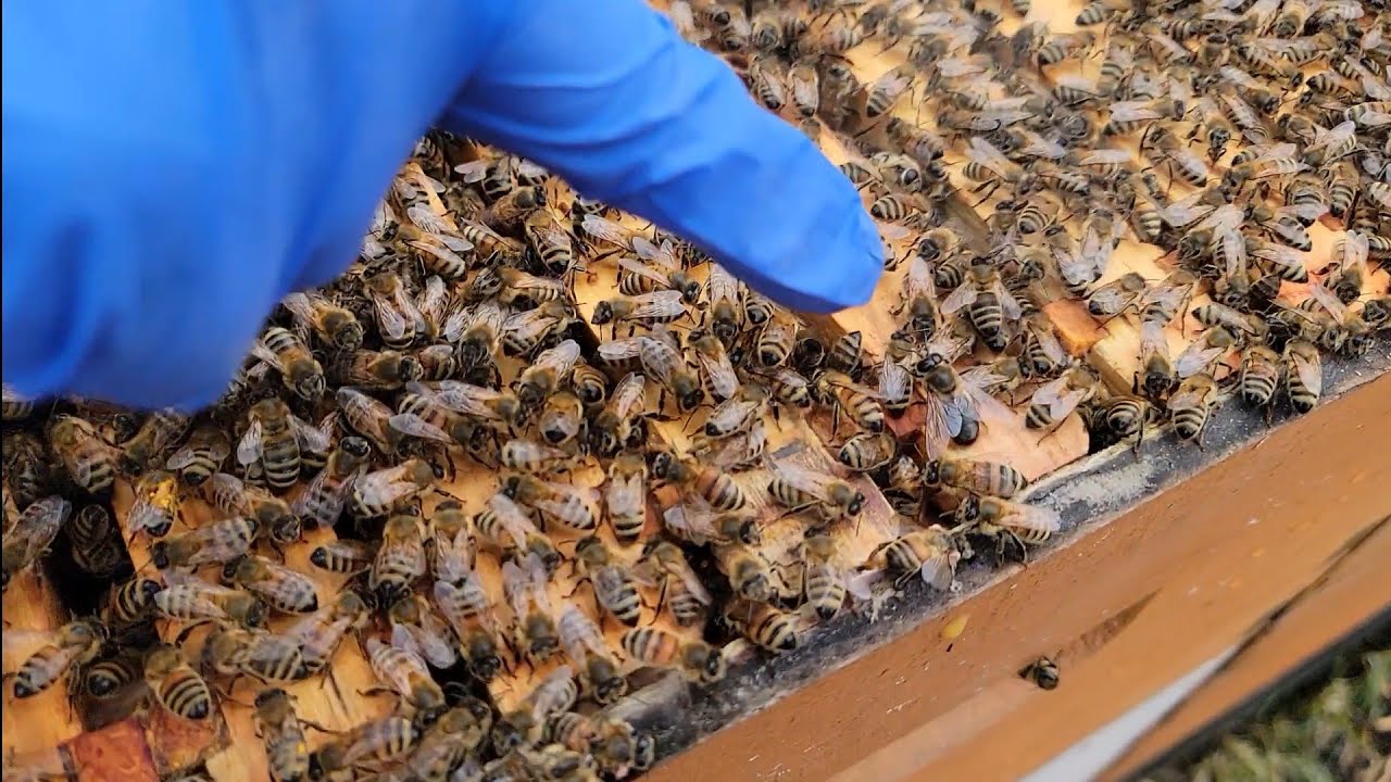 How to identify early queen failure.  First round of Global pollen patties. Winter losses.