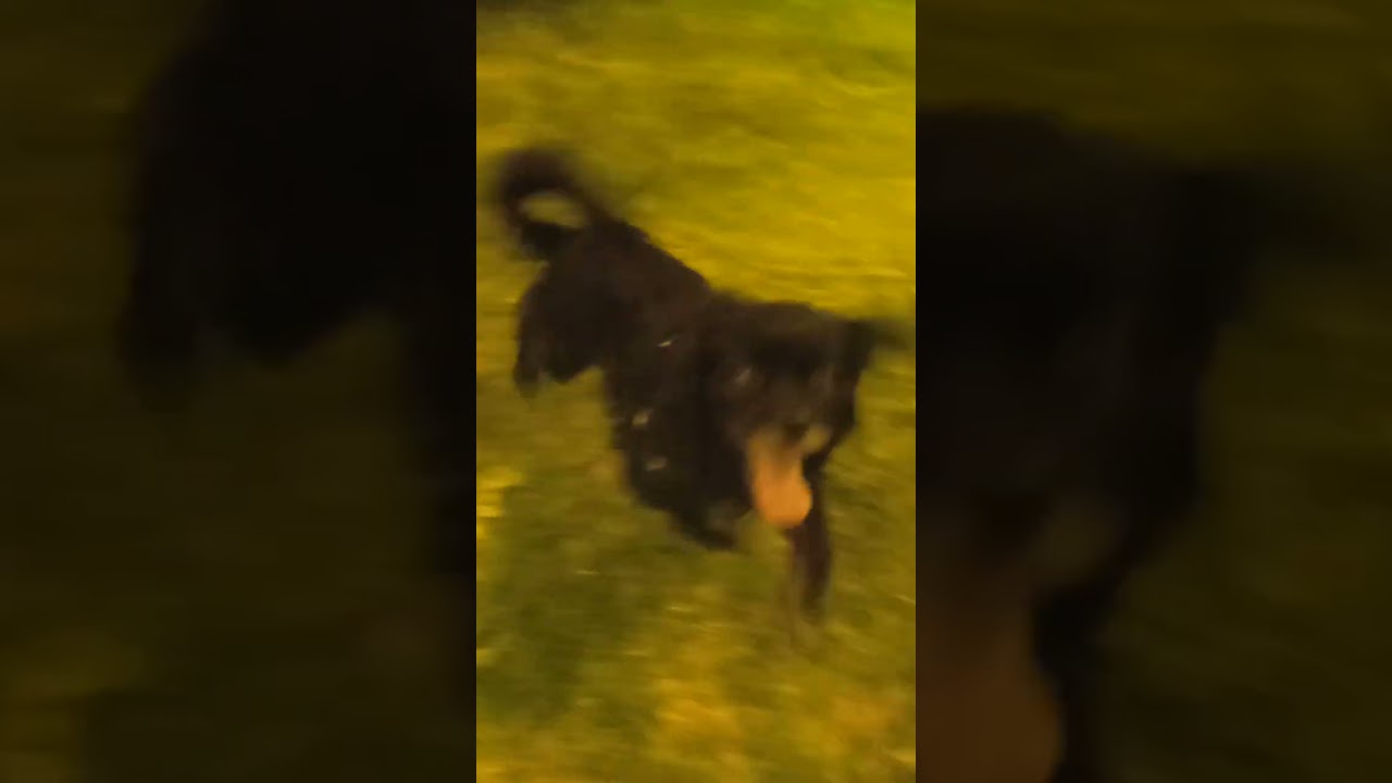 rravito y veky me rreciben. Los cachorritos cumplem 28 dias de nacidos