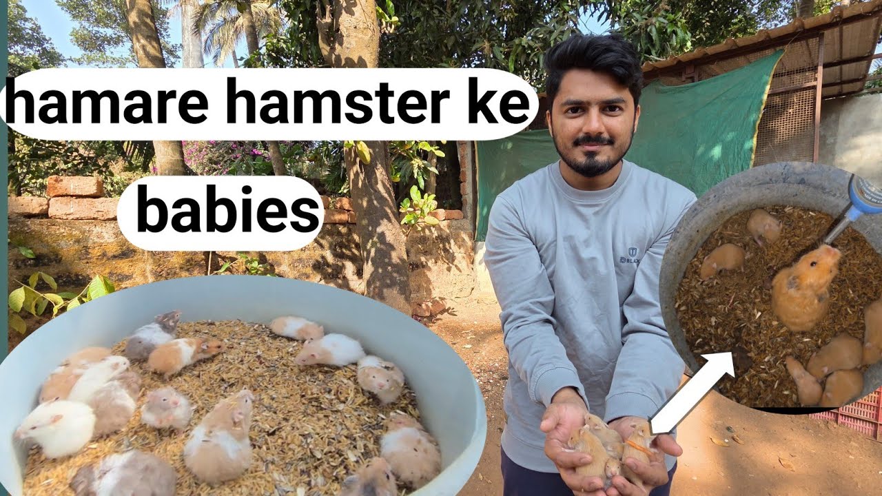 Hamster 🐹 ke babies bade hogaye, separating Hamster pup from their parents 
