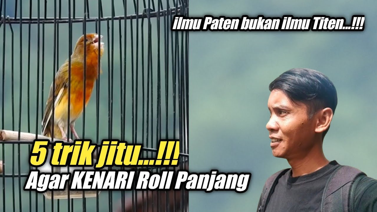 Kalau Tau dari dulu pasti banyak KENARI  Roll Super Panjang