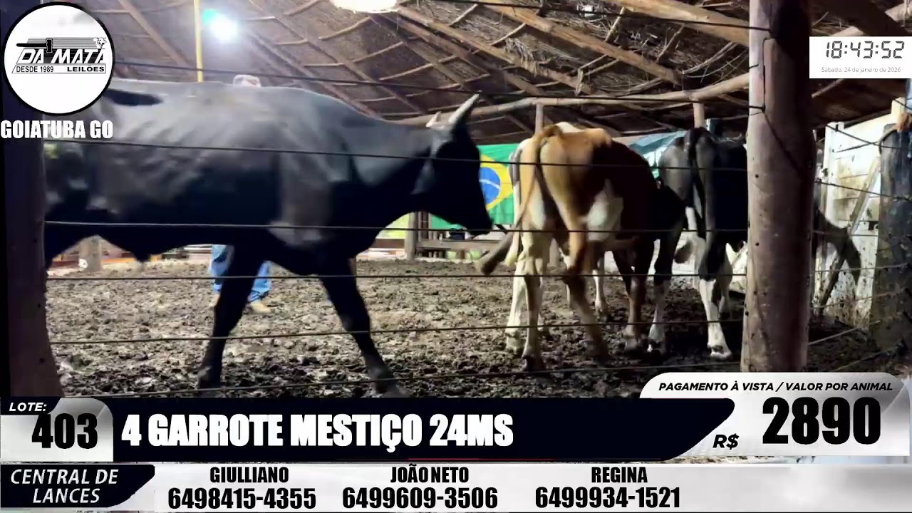 Leilão de gado em Goiatuba Goiás,  24/01/2026 - Mata Preta  Leilões - 14:00 Hs