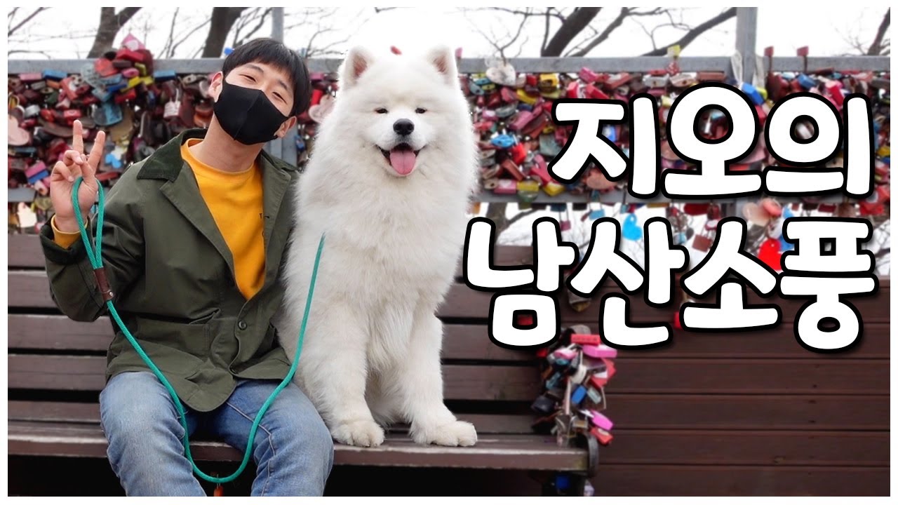 사모예드 지오와 함께한 마지막 산책🐕