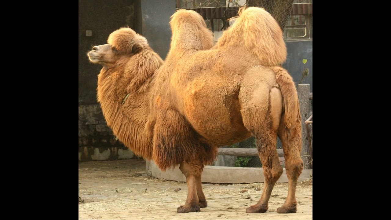 Bactrian Camel Sound Effects 🐪 🔊