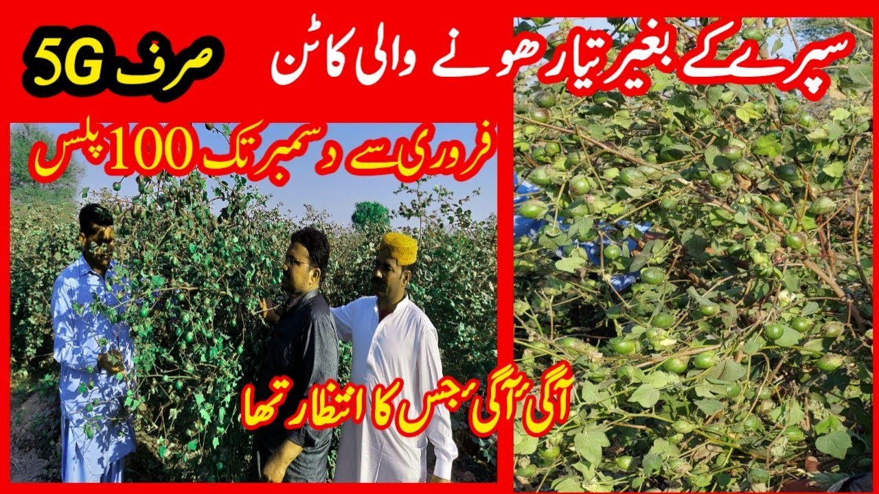 Cotton seed 5G Advanced Technology |Sucking free pesticide free |Advanced Farming Cotton White Queen