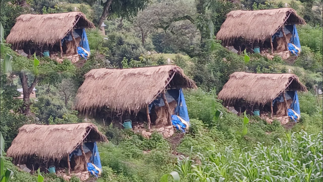  2.	“A Peaceful Rainy Day in the Countryside | Cattle, Nature & Simple Living”