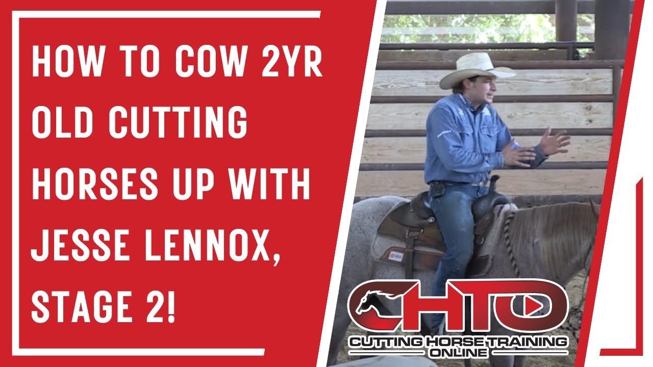 How To Cow 2yr Old Cutting Horses Up With Jesse Lennox, Stage 2!