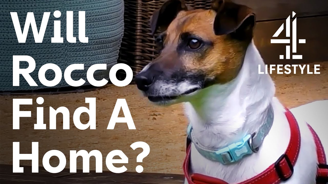 The Dog House | Finding A Little Boy The Best Companion