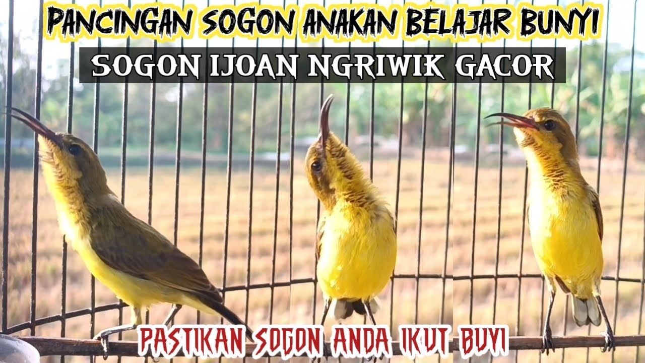 PANCINGAN SOGON ANAKAN BELAJAR BUNYI‼ SOGON IJOAN GACOR AMPUH UNTUK PANCINGAN SOGON BAHAN