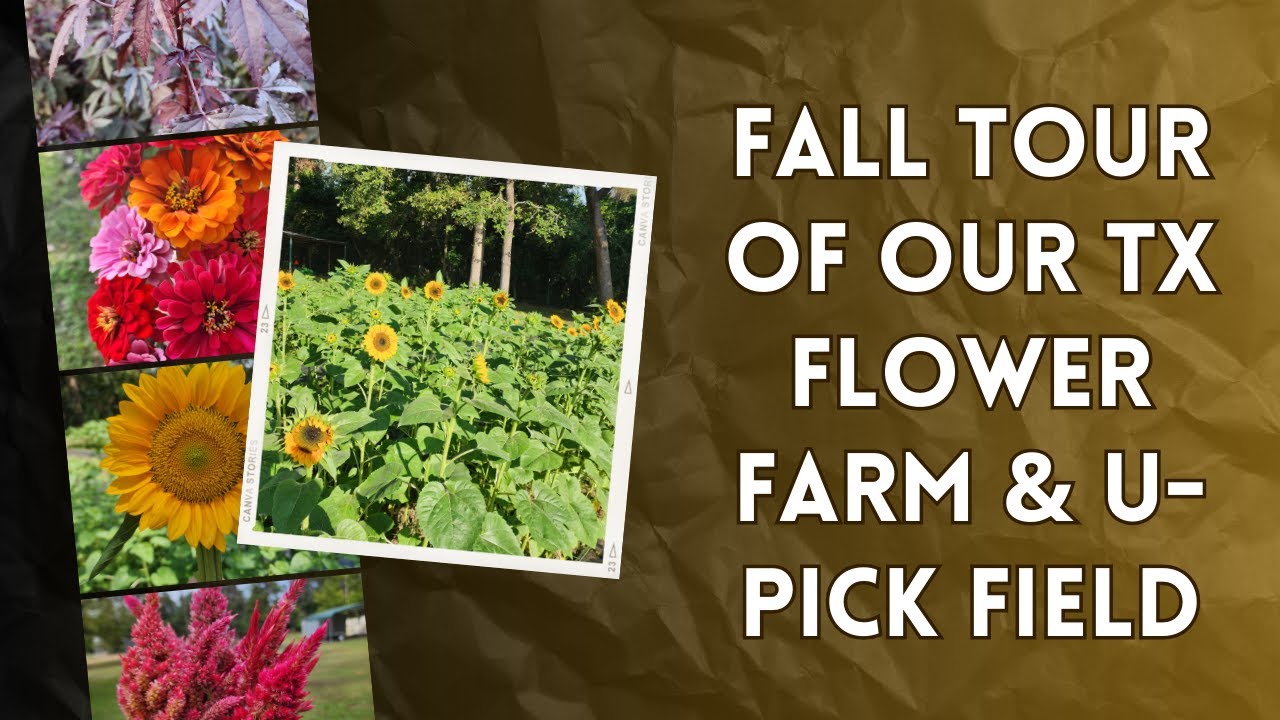 Fall Farm & U-Pick Tour of our Texas Flower Farm
