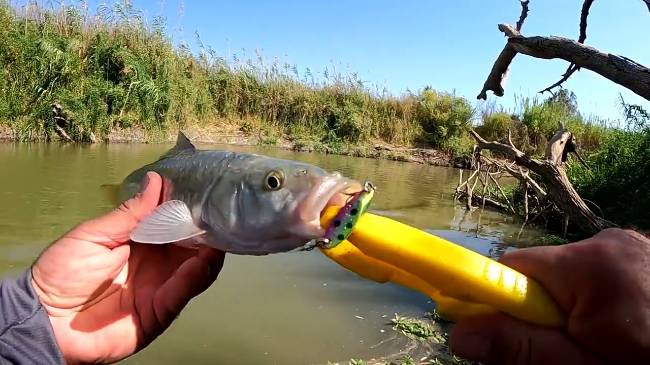 יושב על העץ בנהר רגל פה רגל שם ודג spininig fishing in the river 