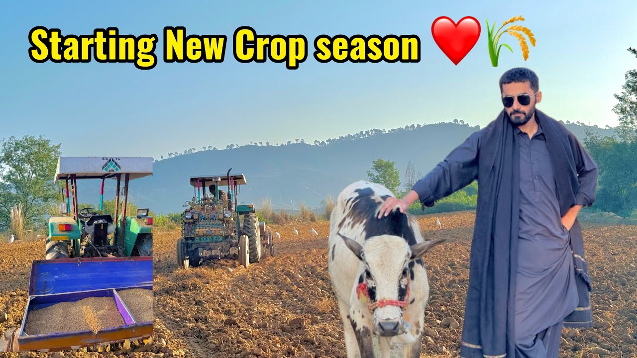 Preparing Wheat Crops 2025 🌾 | Village lifestyle | imhamzaali