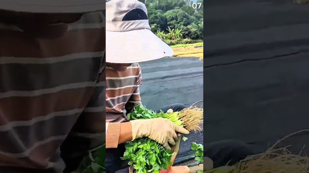 Harvesting fresh cilantro plants manually from cultivated field