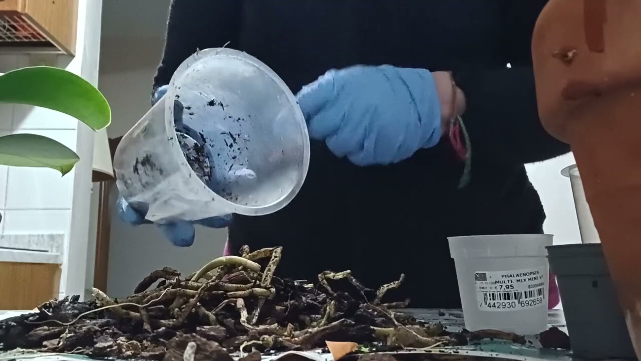 Travaso Orchidee In Emergenza!