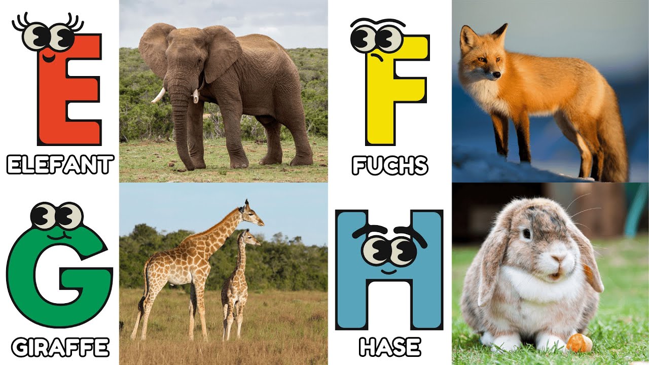 Das Tier ABC Lied | Tiere & Sachen von A bis Z | Deutsch lernen mit Spa&szlig; & Musik🐻| Kleine Liederwelt