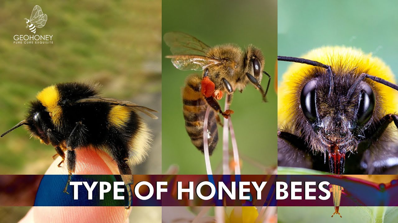 Type of honey bees | Honey Bees | Geohoney