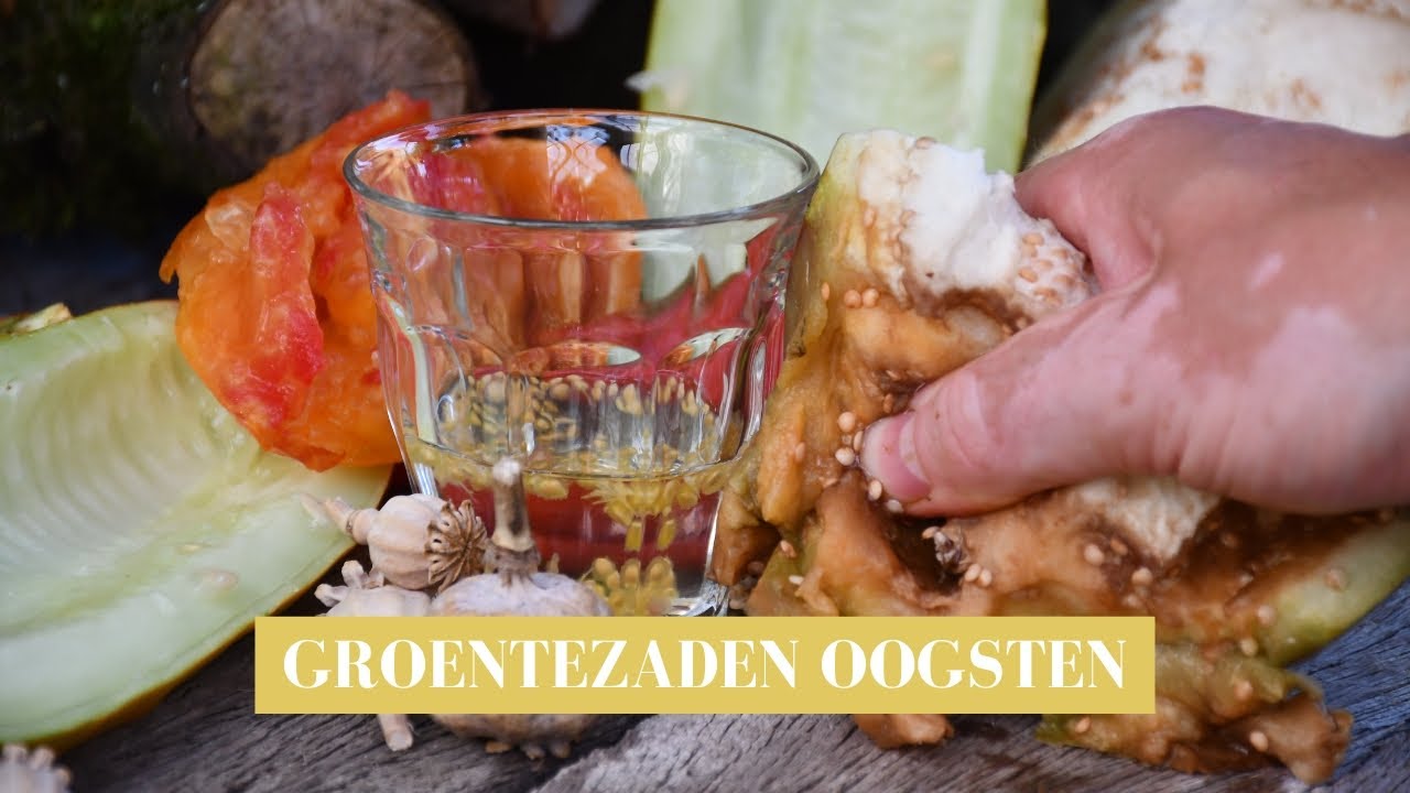 Groentezaden oogsten in de Groei & Bloei moestuin