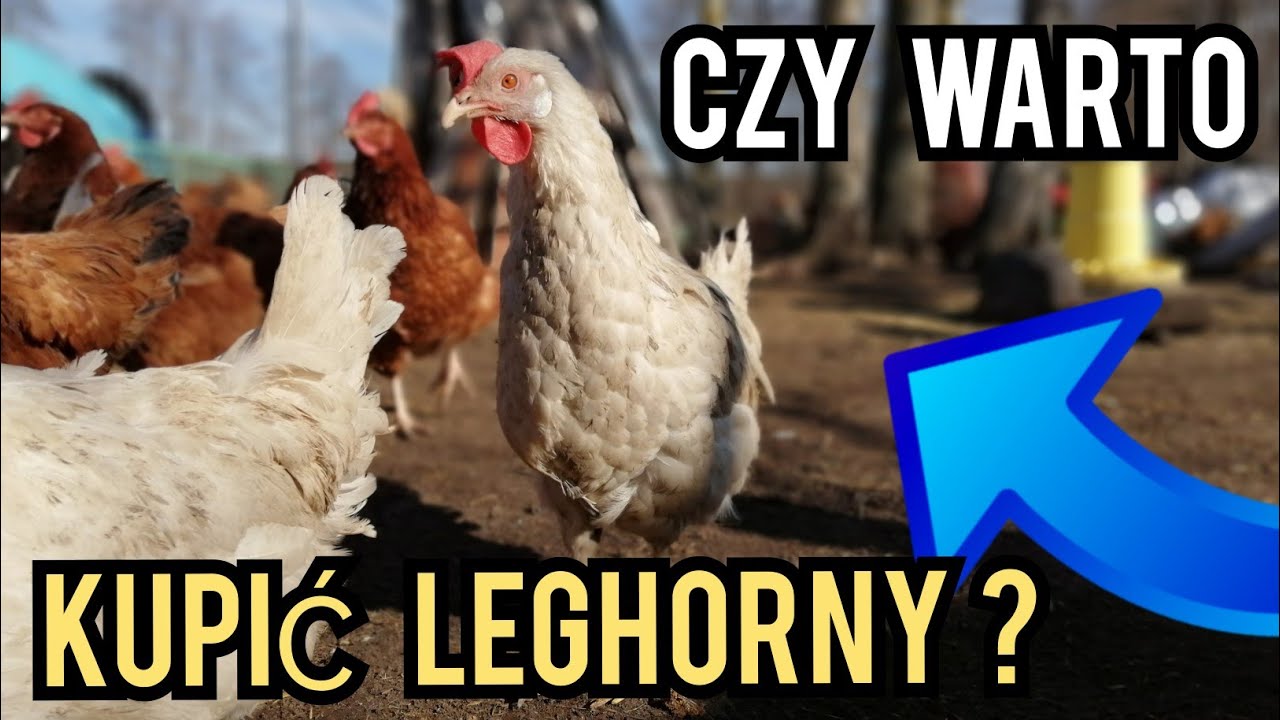 Czy warto kupić kury LEGHORN? (Moja opinia).