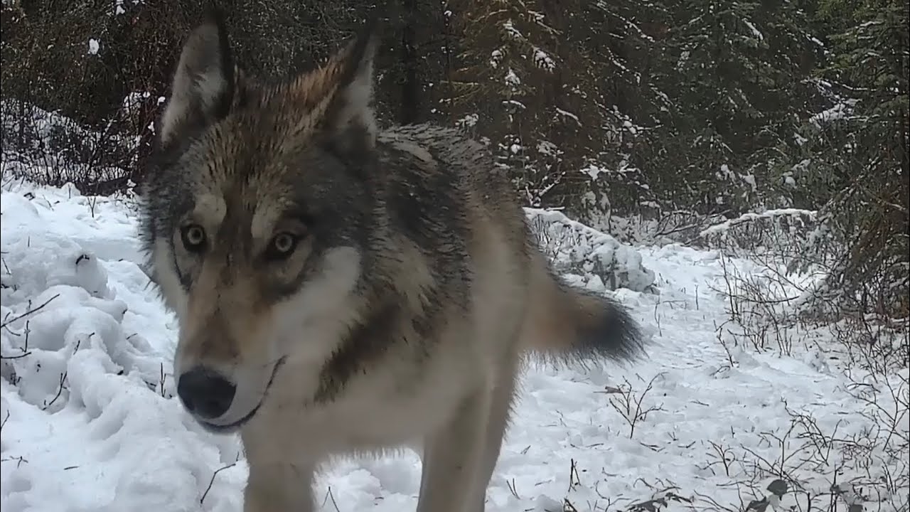 Meet the Wolves