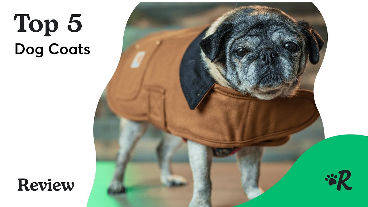 Best Winter Dog Coats 2024: Rover's Top 5 Reviewed for Cold Weather
