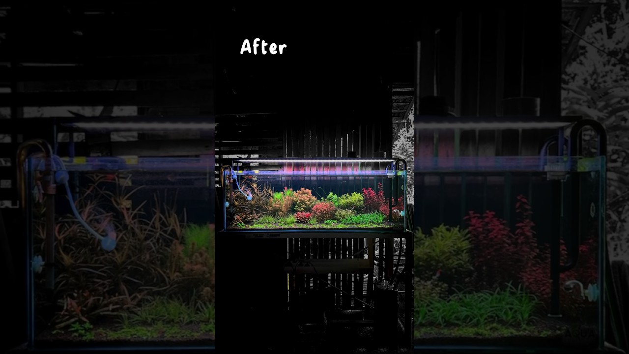 Dutch 120cm on Progress #aquascape #fishtank #plantedtank #shorts
