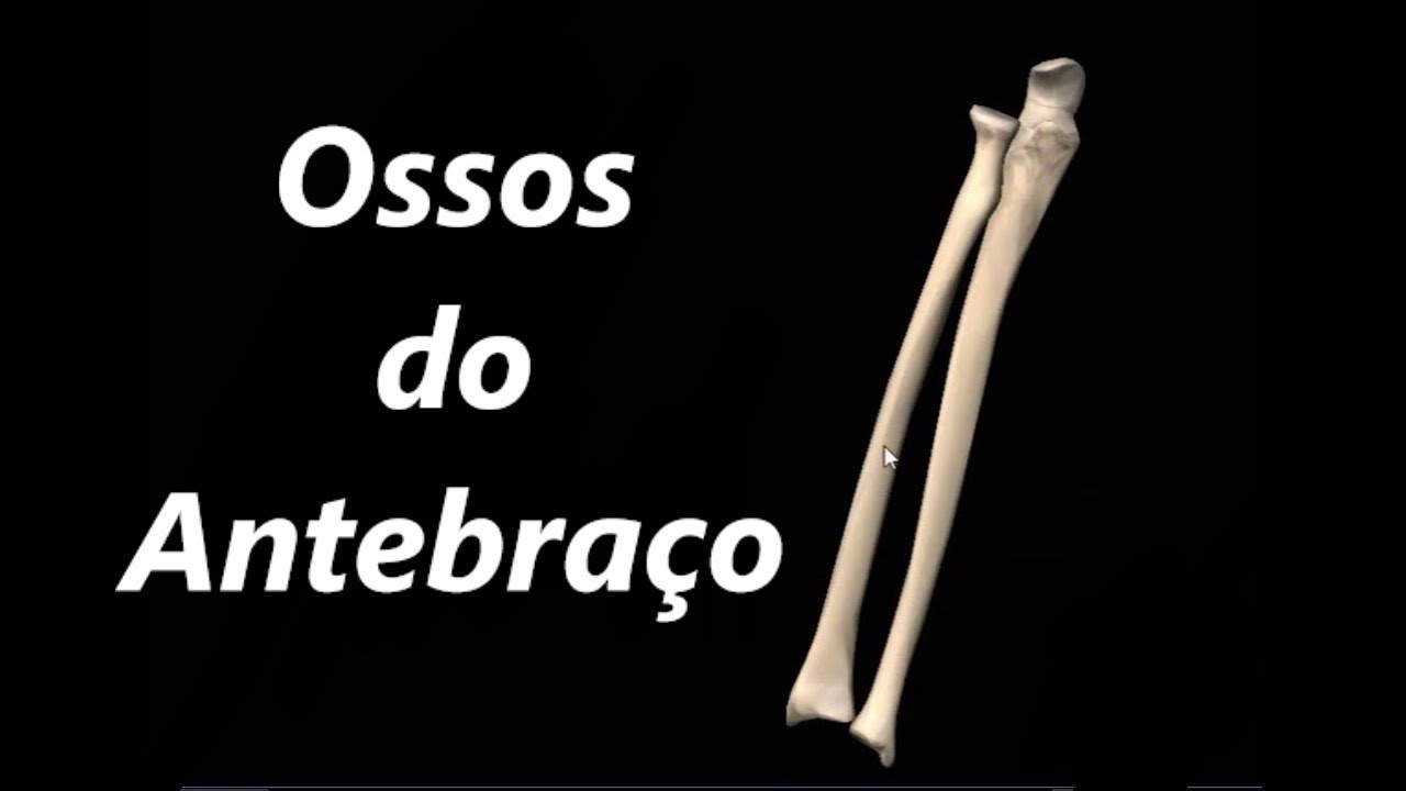 Anatomia do Rádio e da Ulna em 3D