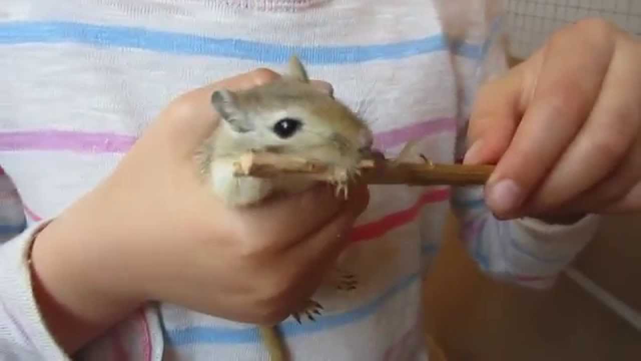 Nibbeling gerbil