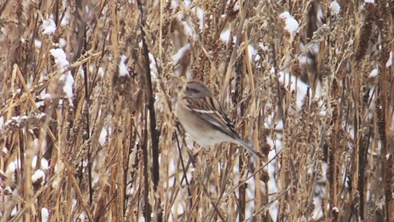 American Tree Sparrow at Bridgeport Bar