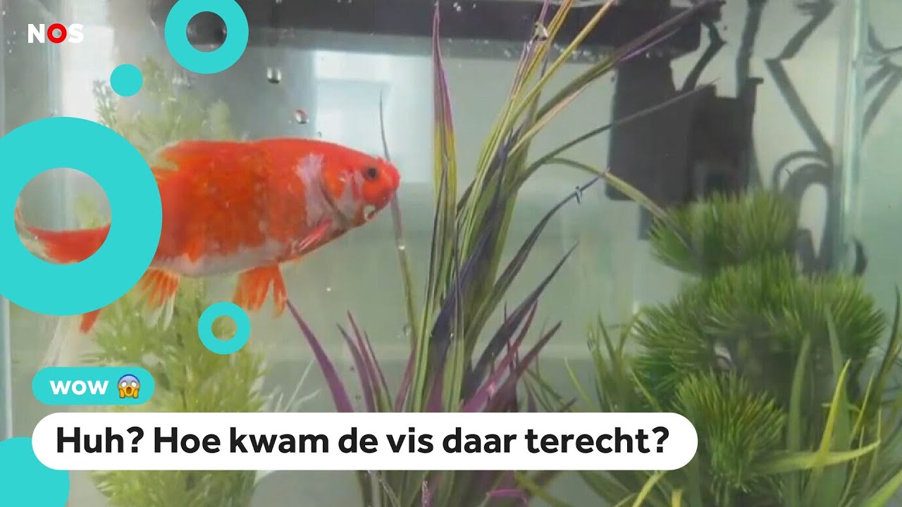 Man redt mysterieuze goudvis in tuin