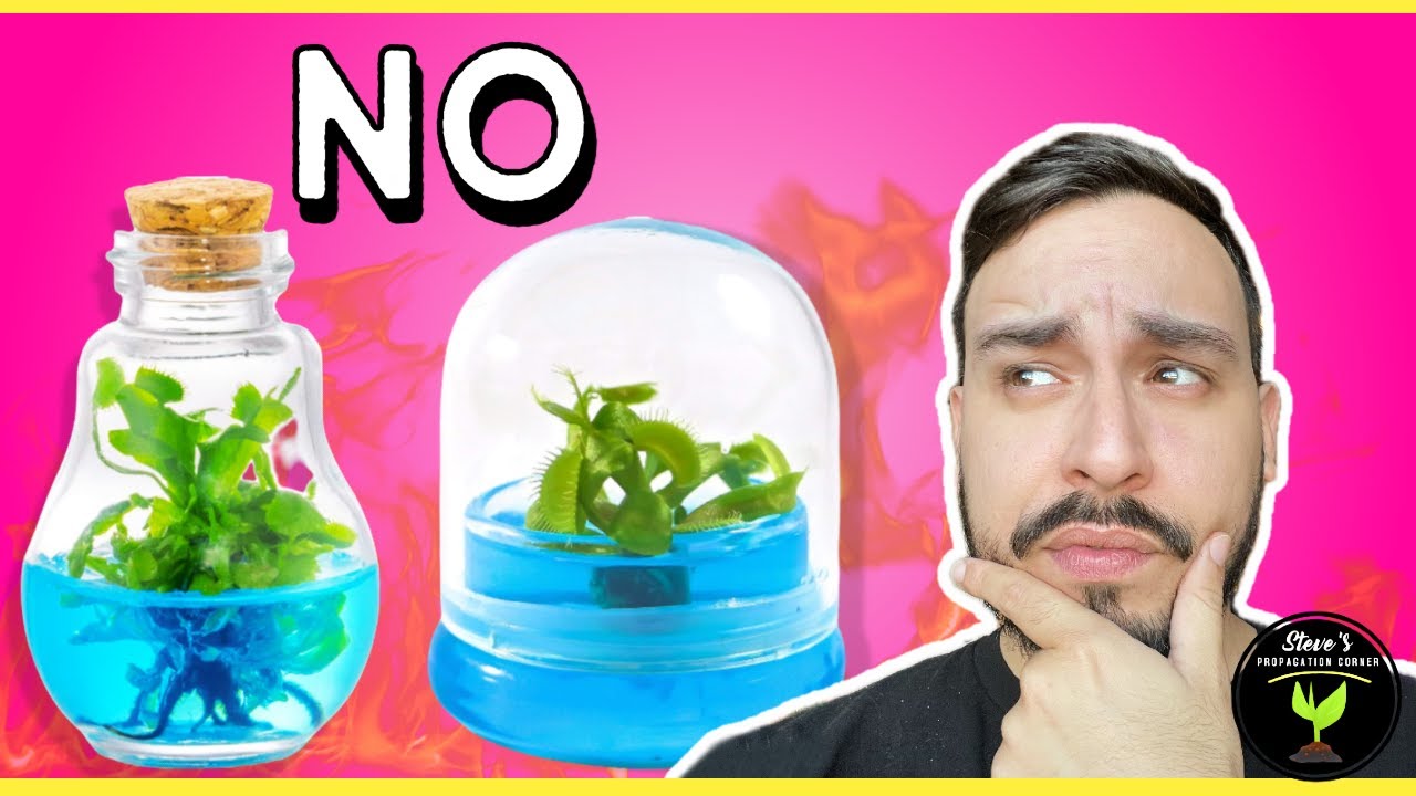 Are Bloomify's Venus Flytrap Terrariums Worth It?