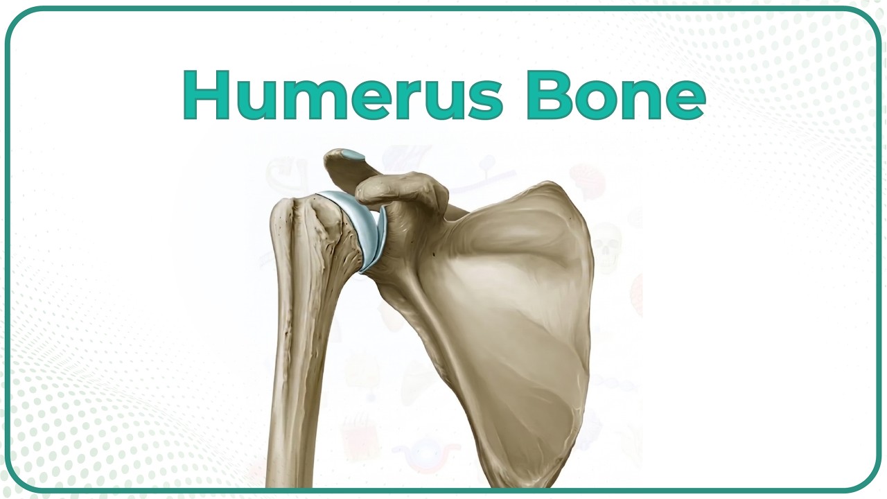 Humerus bone osteology Animation : Bony mandmarks, Development and Clinical anatomy 🦴🦴🦴