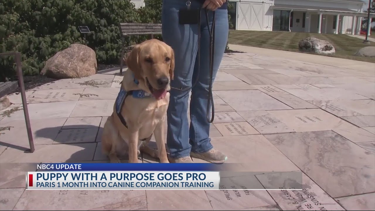 Catching up with Paris, NBC4’s Puppy with a Purpose, one month into professional training