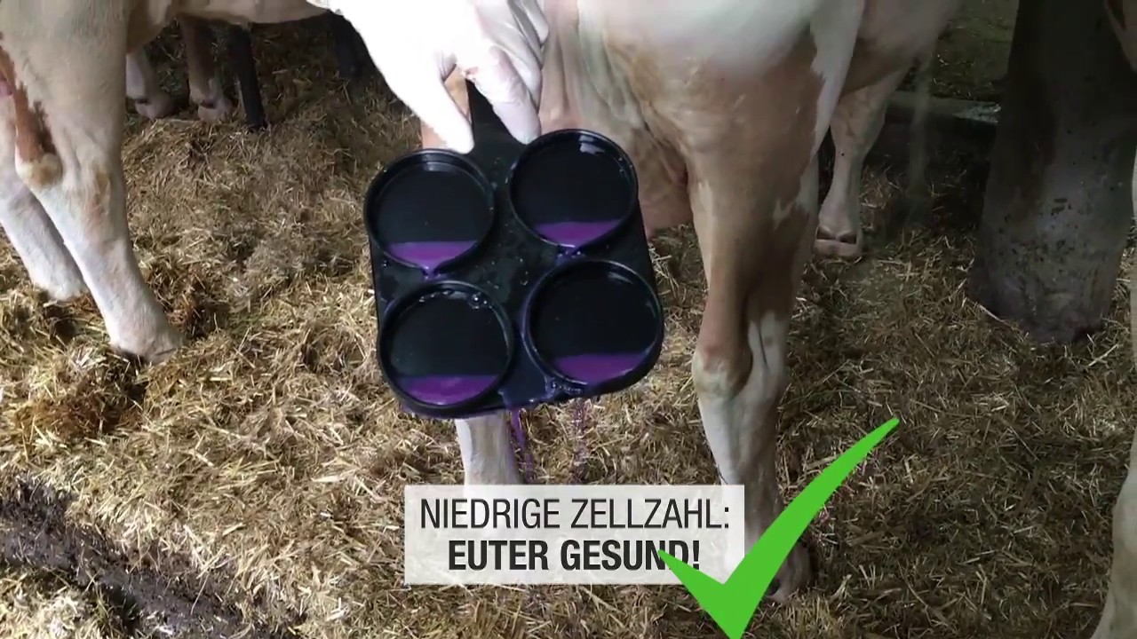 Rinderzucht Tirol - Lehrfilm 
