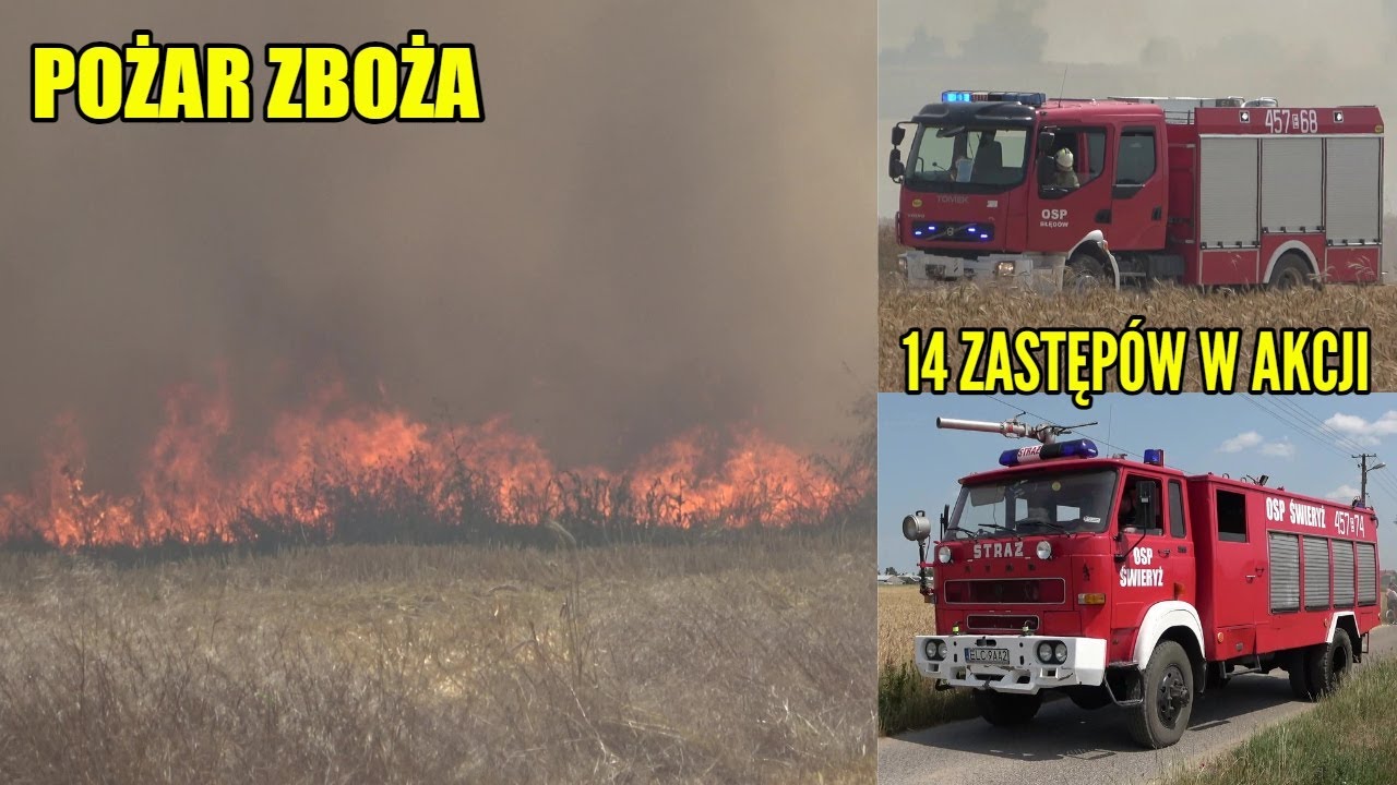 Duży pożar zboża na pniu w Wyborowie 04.07.23 - Alarmowo 7 zastępów Straży Pożarnej i akcja gaśnicza