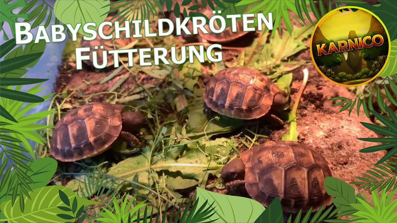 F&uuml;tterung der 8 Babyschildkr&ouml;ten | Karnico