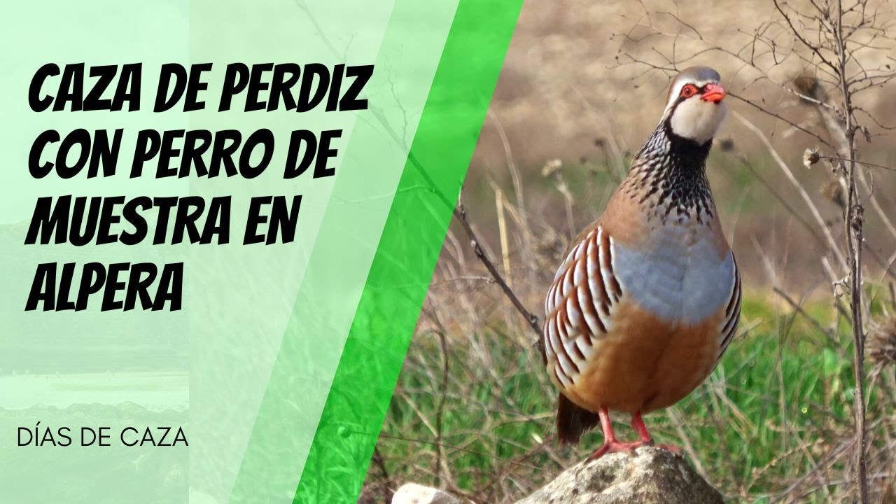 CAZA DE PERDIZ CON PERRO DE MUESTRA EN ALPERA