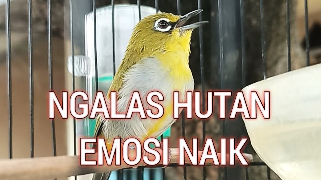 LIVE 🔴 Panggilan suara alam pleci ngalas ampuh buiat pleci bahan