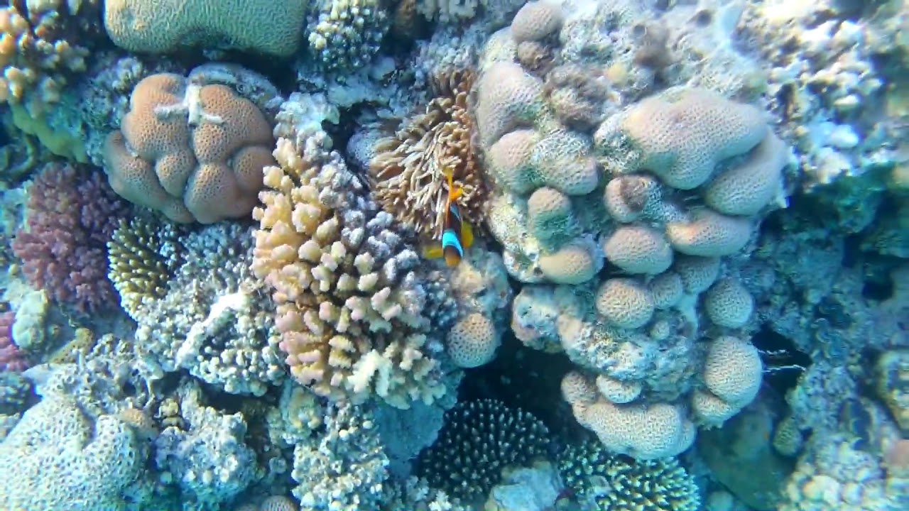 Egypt-Makadi Bay 2017