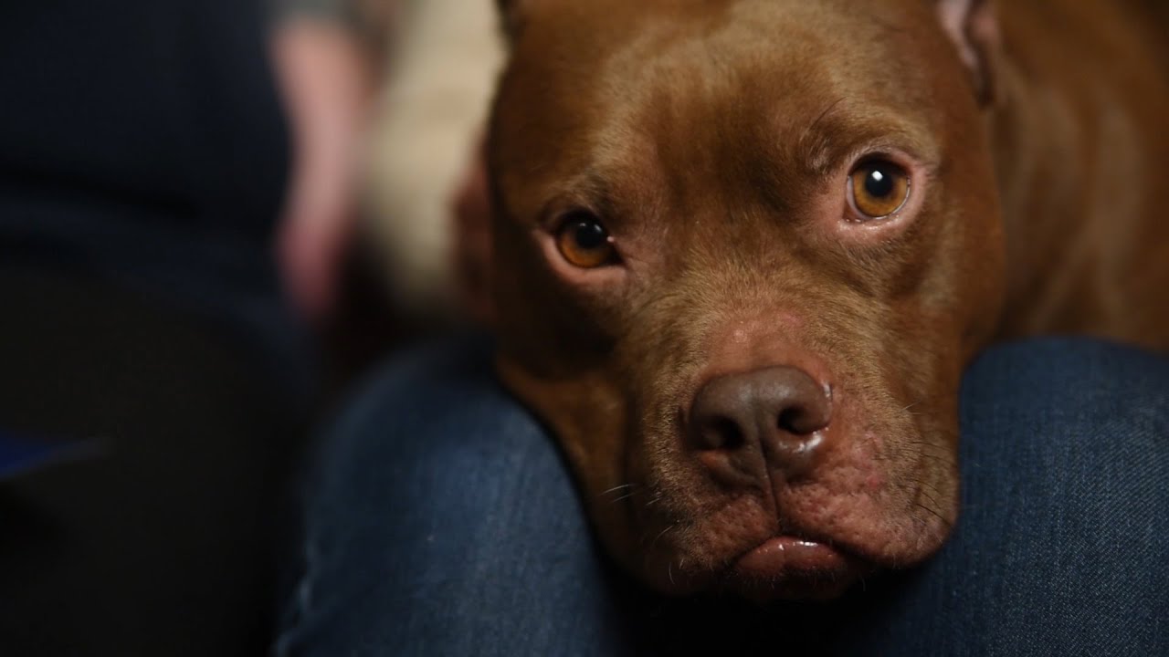 Meet Gremlin Von Cocopuff, a Dogfighting Survivor