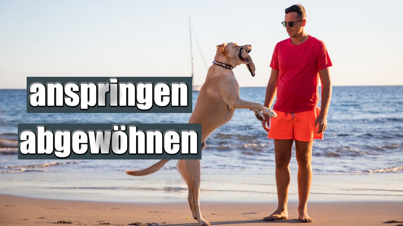 Anspringen - so gew&ouml;hnst du es deinem Hund ganz leicht ab!