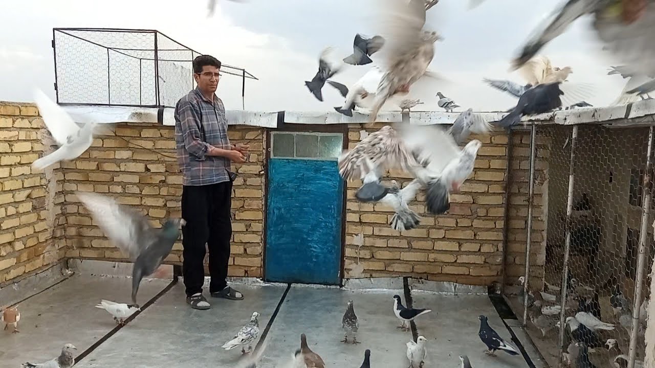 کبوتر بازی با همه کبوترا تقدیم نگاه زیبای شما عزیزان عشق باز