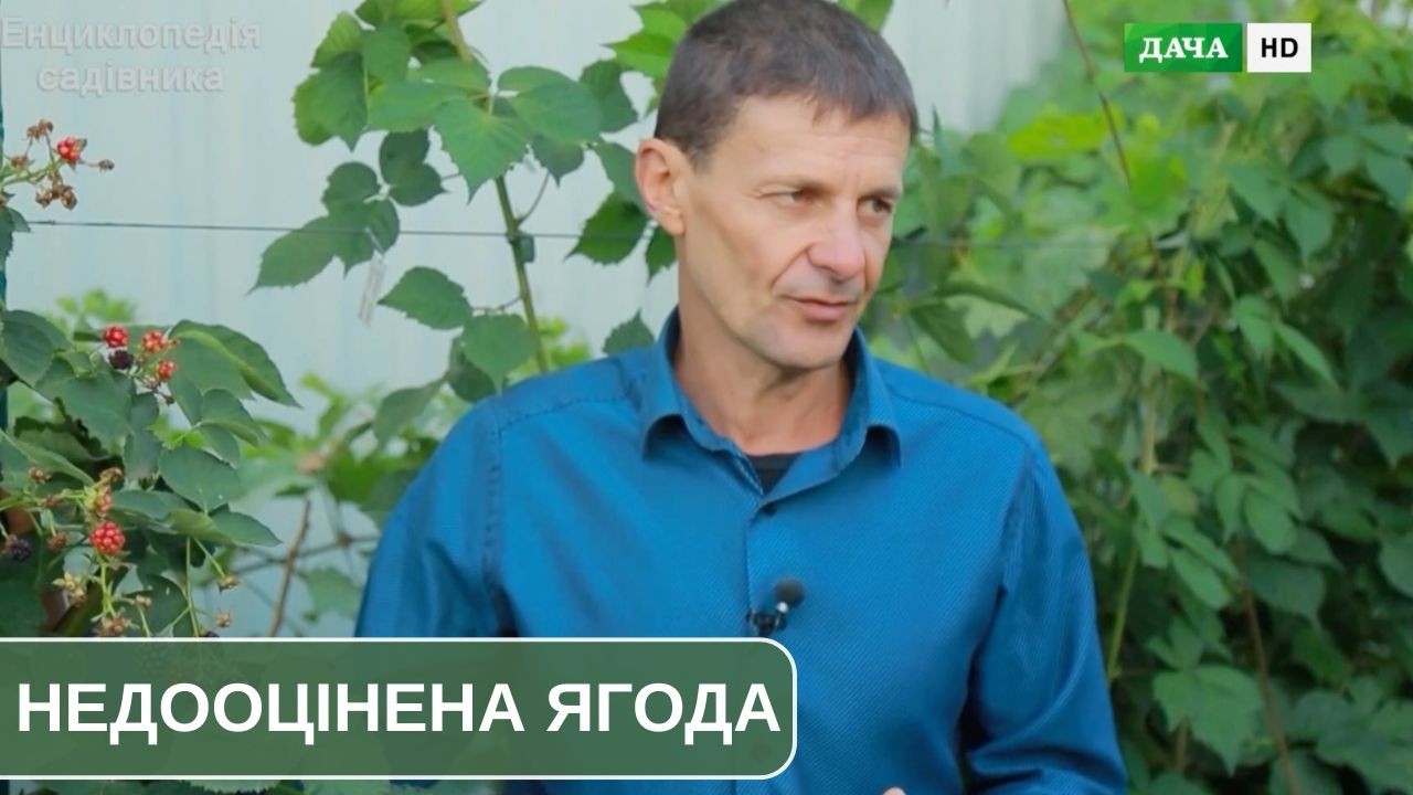 Чому ожина одна з найнедооціненіших ягідних культур і як правильно її вирощувати