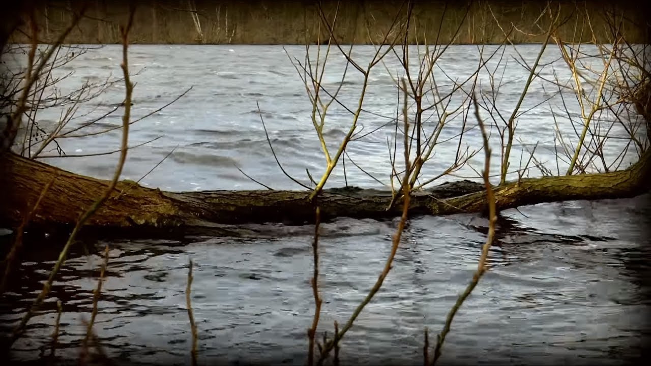 Black screen: Lake Waves with Wind through Autumn Forest  (Nature Sounds)
