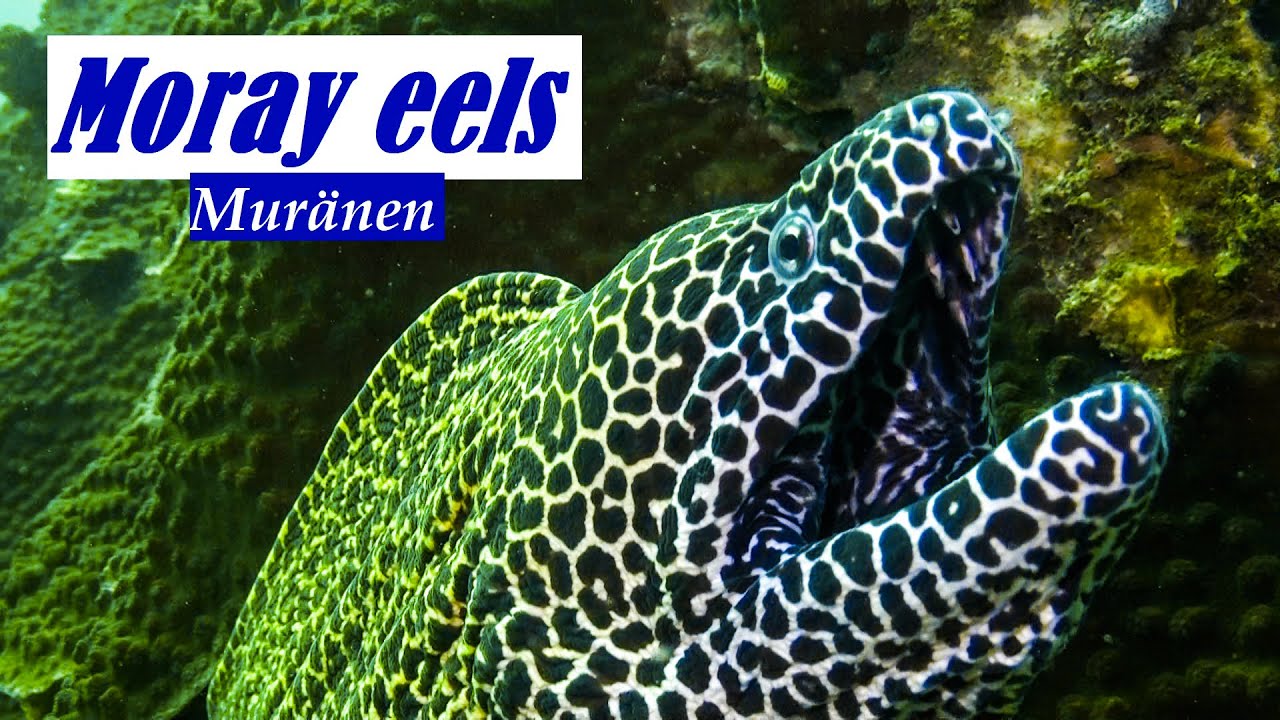 Moray eels | Muränen